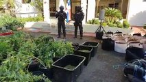 Desmantelan 3 invernaderos para el cultivo de marihuana en Santo Domingo Este
