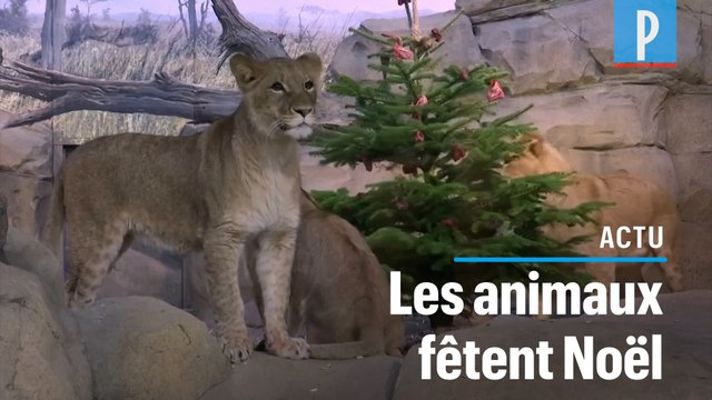 Au zoo de Berlin, des sapins de Noël décorés avec des aliments réjouissent les animaux
