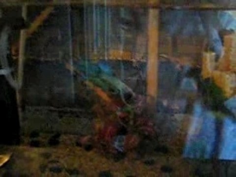 Turquoise mon betta splendens