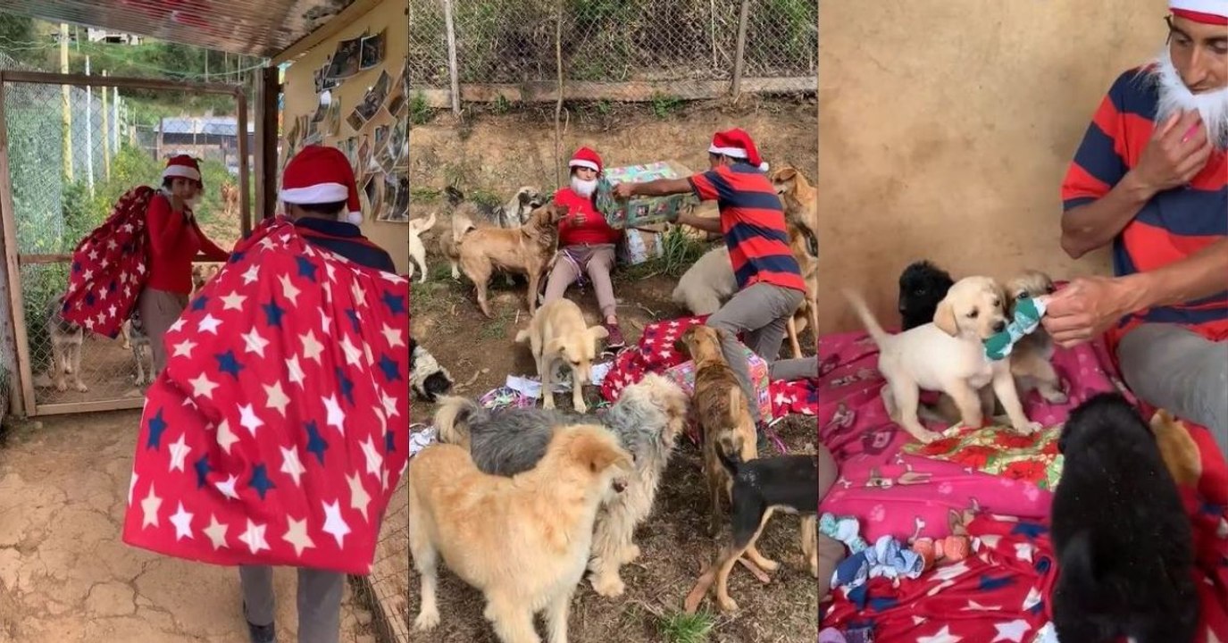 "Llegó Papá Noel con los regalos": perros rescatados de la calle son sorprendidos en Navidad