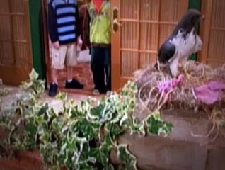 The Suite Life Of Zack And Cody S02E28 - Birdman Of Boston