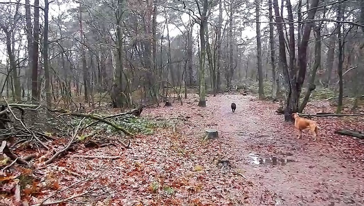 Patou s'en fout. La pluie egal