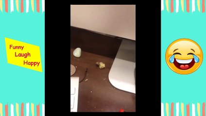 Humorous Proof that Honey bee likes weed strain