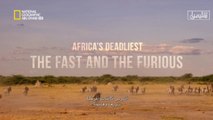 وثائقي أشرس كائنات أفريقيا: سريعة وهائجة - لناشيونال جيوغرافيك
