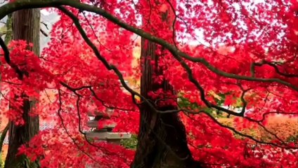 Natural Relax music