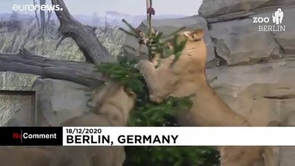 Festa de Natal para os animais do Zoo de Berlim