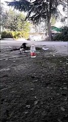 pájaro aplicando el principio de arquimides