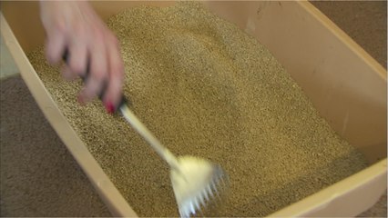 Which Is The Best Natural Kitty Litter On The Market