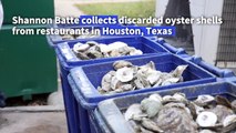 In the pearl of Texas coast, oyster shells form new reefs