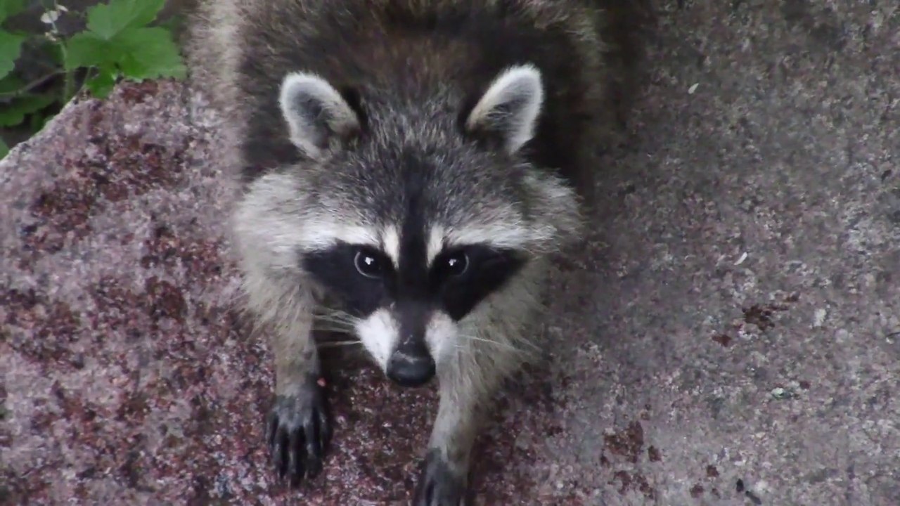 Raccoon