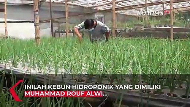 Pegawai BUMN Raup Untung Selama WFH dengan Kebun Hidroponik