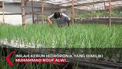 Pegawai BUMN Raup Untung Selama WFH dengan Kebun Hidroponik