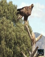 7 Mejores ATAQUES De Aguilas Registrados - Para Un Buen Contenido Sin Censura Ve A Mi Instagr...