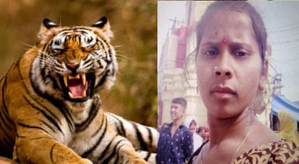 2 लड़कियों पर शेरों का हमला, बड़ी बहन बनी शिकार, छोटी ने पानी में कूद कर जान बचाई