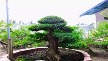 Cách nuôi trồng cây bonsai Mai chiếu thủy