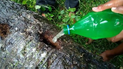 Amazing Fishing Ideas In Palm Tree | Find Fish Different Place | CreativeVilla.