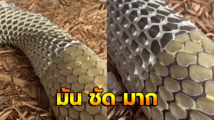 ดูชัด ๆ ! นาทีงูลอกคราบ เห็นแล้วขนลุกซู่