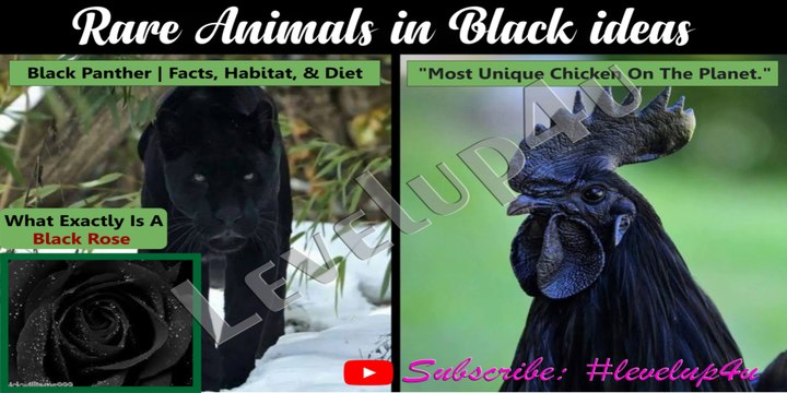 Animals In Black|Black Panthers Facts|Goth Chicken bring Power,Wealth & Good Luck Charm|What Exactly Is A Black Rose