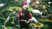 Bangkok's diving Santa spreads joy at aquarium