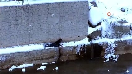 Sokak köpeğini kurtarmak için donmayı göze aldı