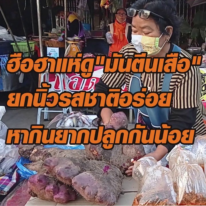 แห่ดูมันตีนเสือ
