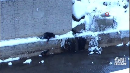 Gümüşhane'de buzların arasından sokak köpeğini kurtardı | Video