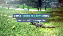 A 'falling iguana' warning has been issued for parts of southern Florida