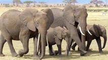 La furia de los elefantes cuando la manada de licaones, los perros salvajes de Africa, acecha a sus crías