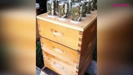 Canlı arı tasarımları ağızları açık bıraktırdı