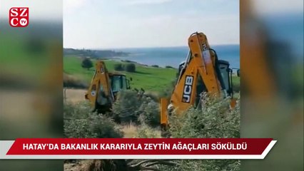 Hatay'da, Bakanlık kararıyla zeytin ağaçlarının sökülmesi tepkilere neden oldu