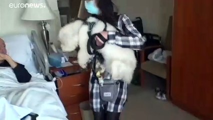 Белый пудель спешит на помощь