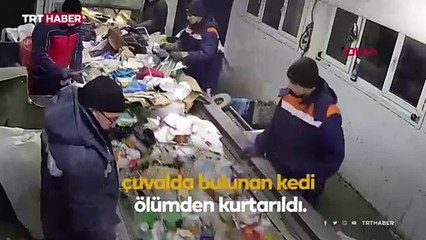 Rusya'da, arıtma tesisinde çuvalda bulunan kedi ölümden kurtarıldı