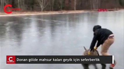Donan gölde mahsur kalan geyik böyle kurtarıldı