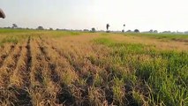 किसान की फसल को कीटनाशक छिड़कर जलाई, पुलिस ने प्रकरण दर्ज किया