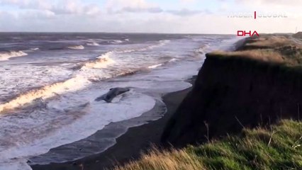 Kıyıya vuran dev balinalar kurtarılamadı