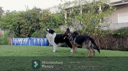 dog park dog fights