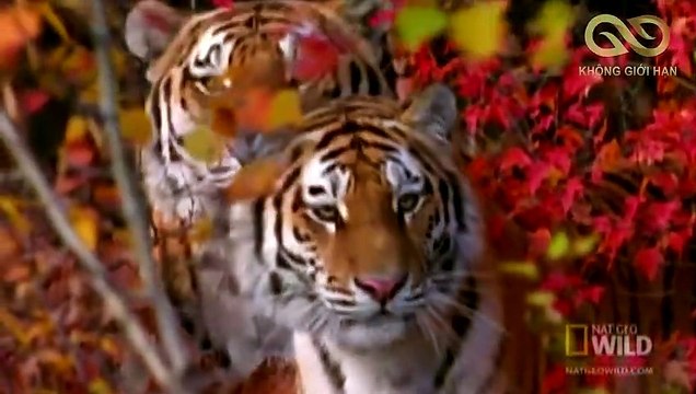 Loài Hổ - Loài Vật Sở Hữu Cơ Thể Hoàn Hảo Nhất, Mỗi Tội Không Biết Tán Gái_ Không Giới Hạn New