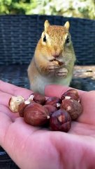 Chipmunk Fills Face With Hazelnuts