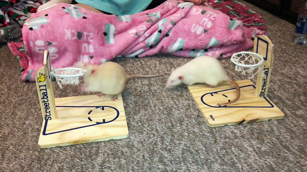 Rats Show off Their Basketball Skills - video Dailymotion