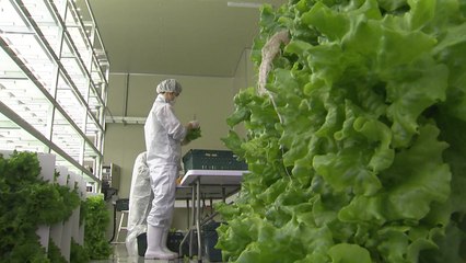 폐교 활용 '스마트 팜'...사시사철 날씨는 상관없다! / YTN