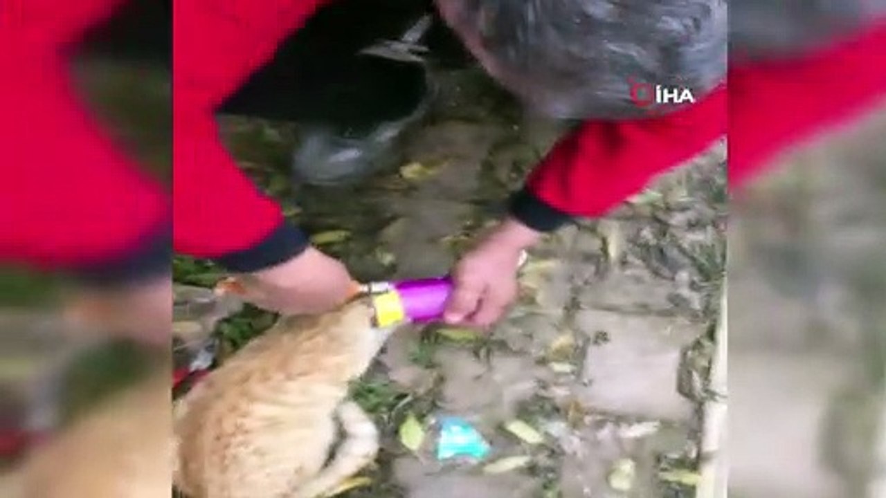 Burdur’da başı mama kutusuna sıkışan kedi kurtarıldı