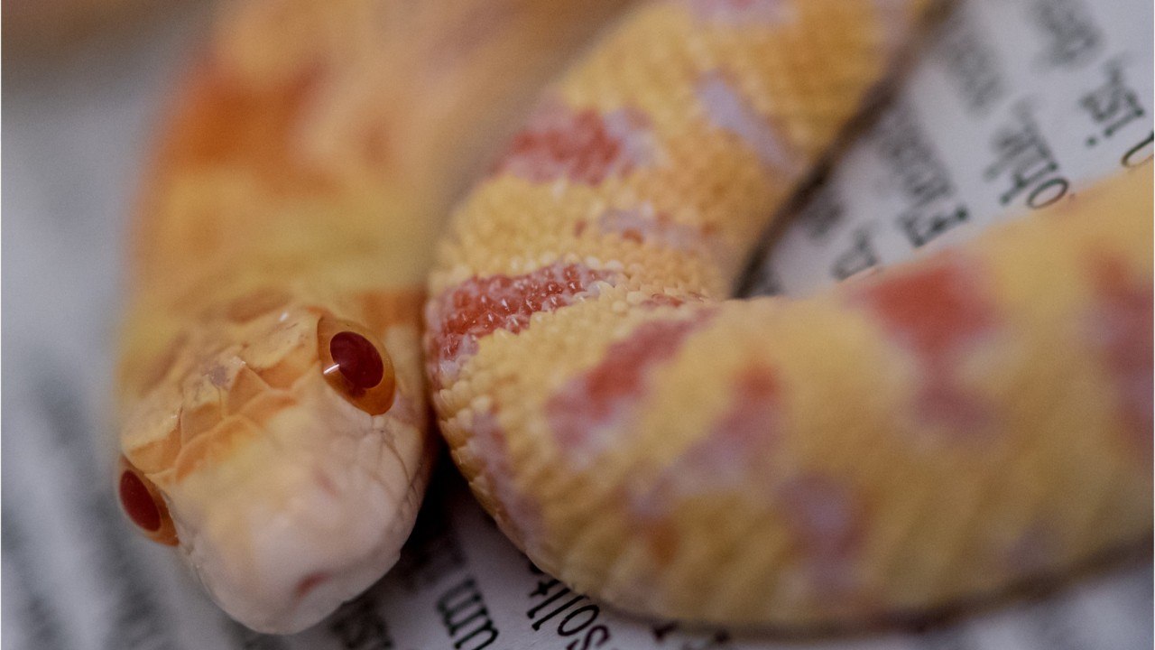 Police Search For Snake Thief