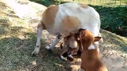 দেখুন কিভাবে কুকুর ৬টি বাচ্চাকে একসাথে দুধ খাওয়াচ্ছে।।  Pippy Dog dring mother milk.