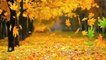 1 hours Autumn Leaves Falling Fall Season Natural Screen Saver Relaxing Video