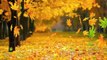 1 hours Autumn Leaves Falling Fall Season Natural Screen Saver Relaxing Video