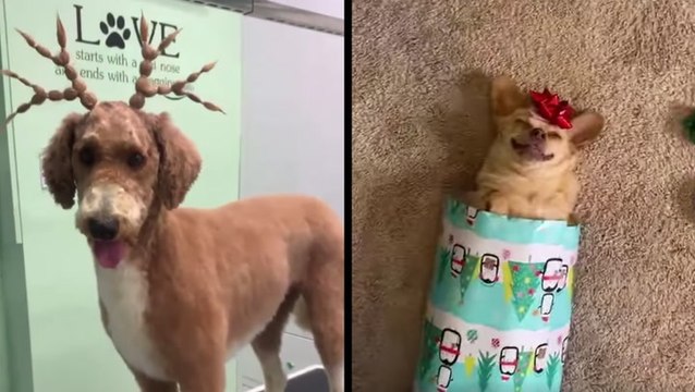 These Sweet Pups Are Ready For The Holidays
