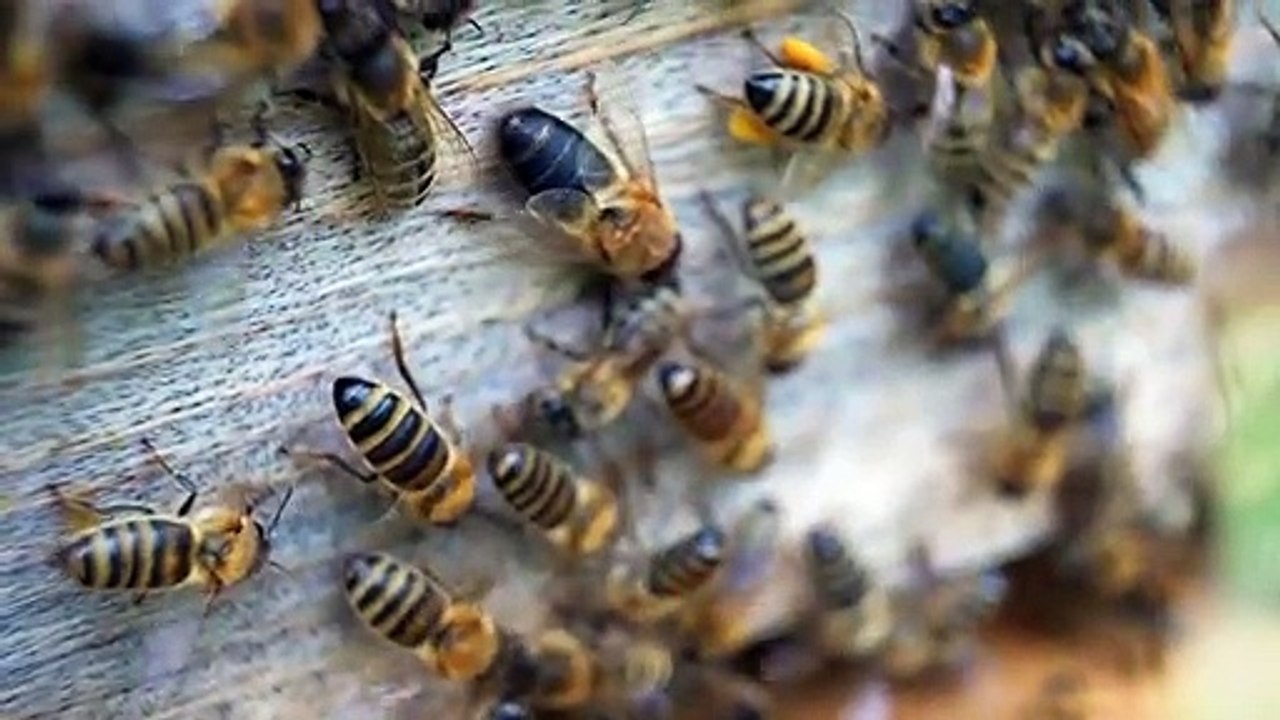 Bee Honey Insect Beehive Nature Hive Close-Up