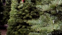 Keeping pests out of your Christmas tree