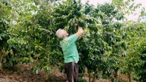 NSW coffee farmer finds innovative way to create rare tea