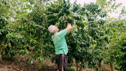 NSW coffee farmer finds innovative way to create rare tea